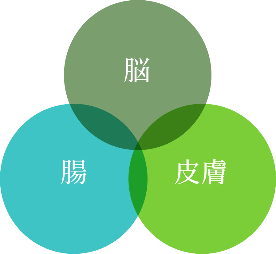 腸 脳 皮膚